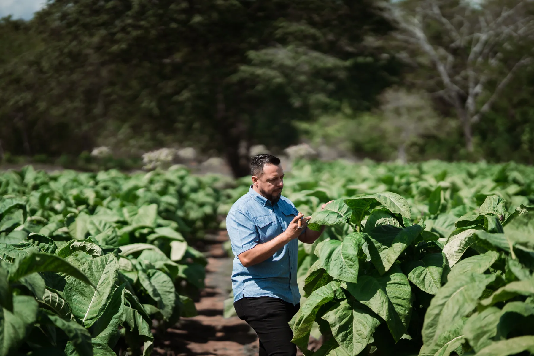 Loaisiga tobacco field in Estelí